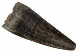 Fossil Crocodilian Tooth - Judith River Formation #263850-1